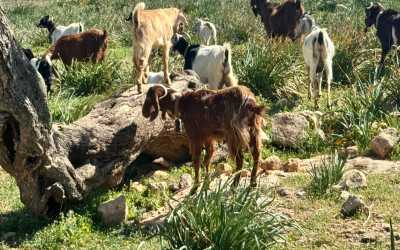 Marathon [109] Jeep Safari - Narodowy Park Akamas z Ayia Napa